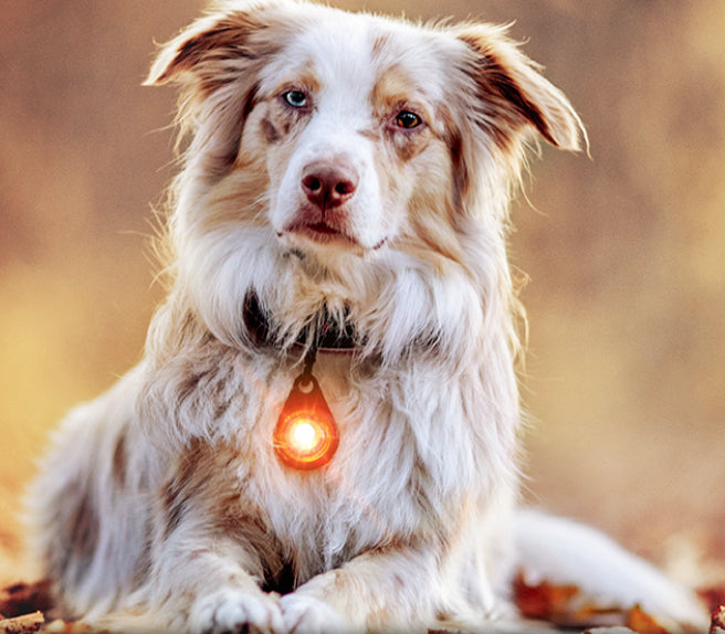 Orbiloc Dog Dual Safety