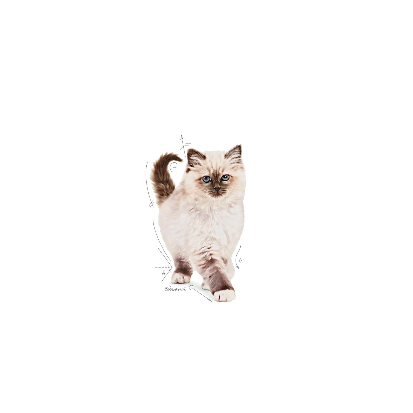 Royal Canin Kitten Dry Cat Food