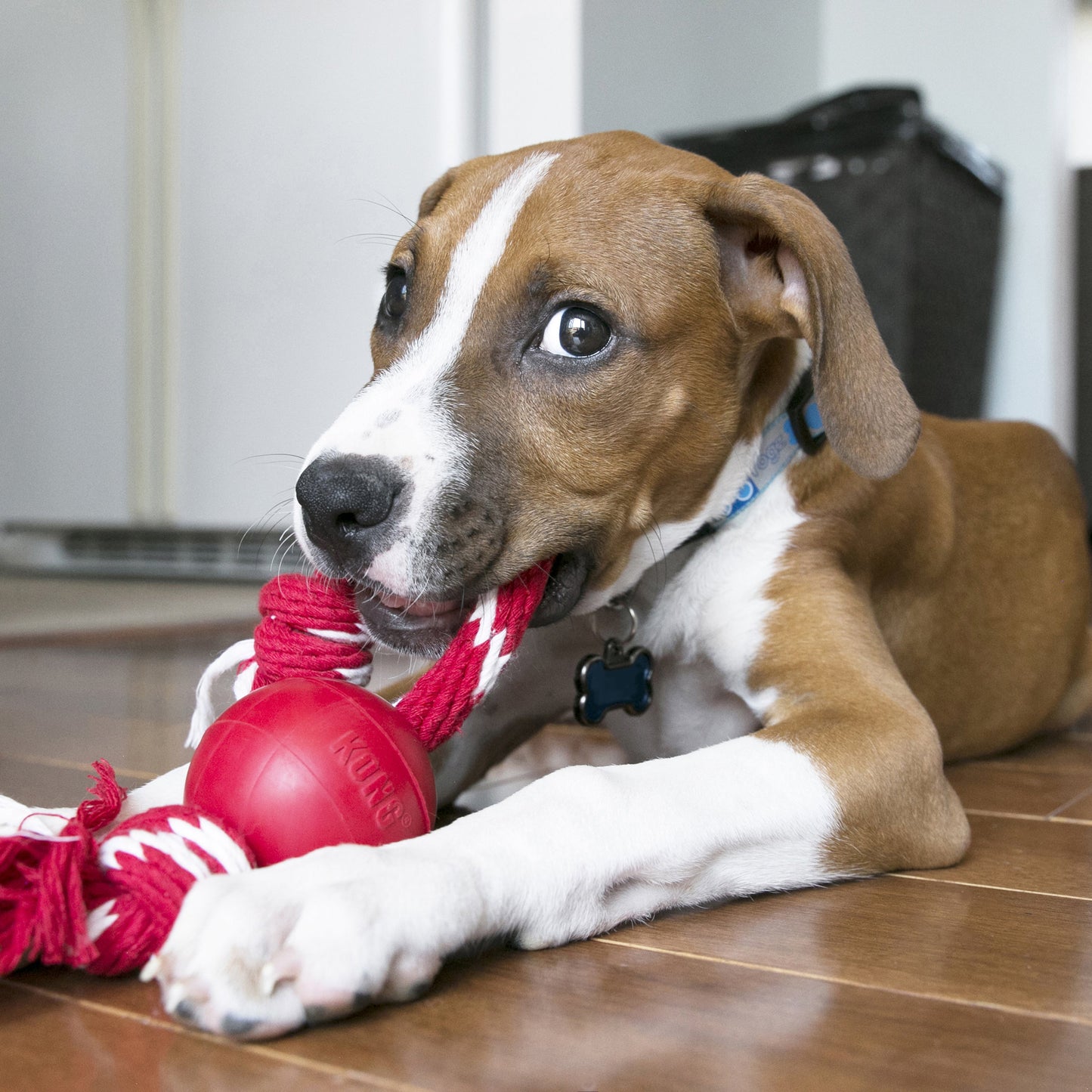 KONG Dog Ball With Rope Small