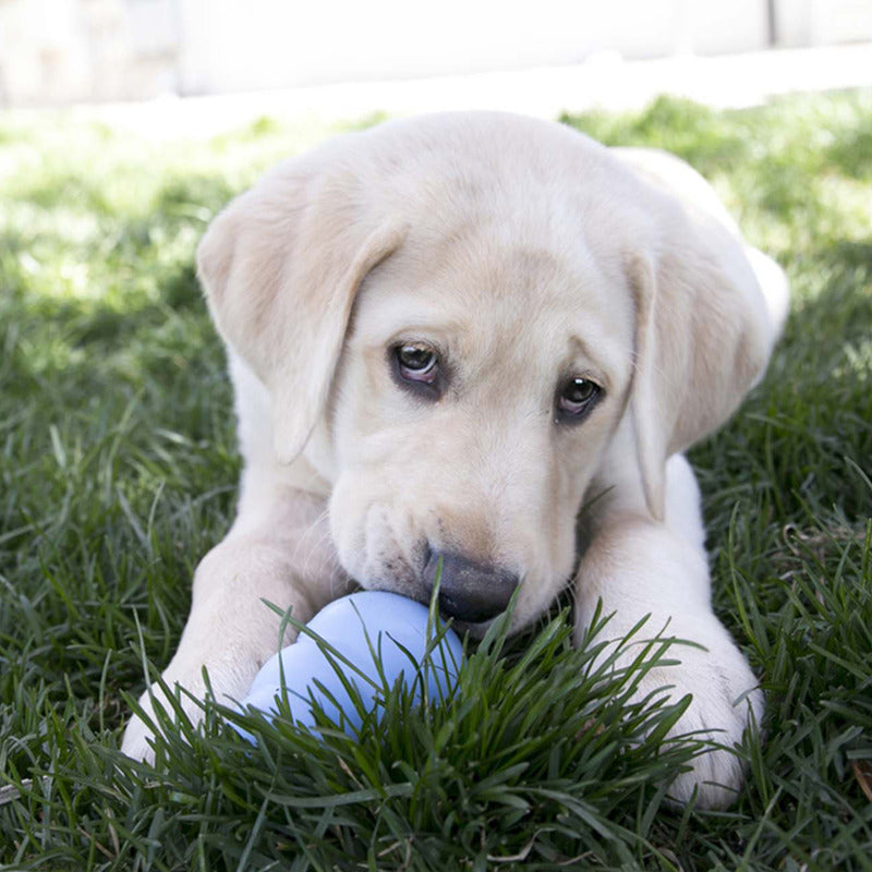 KONG Puppy Toy