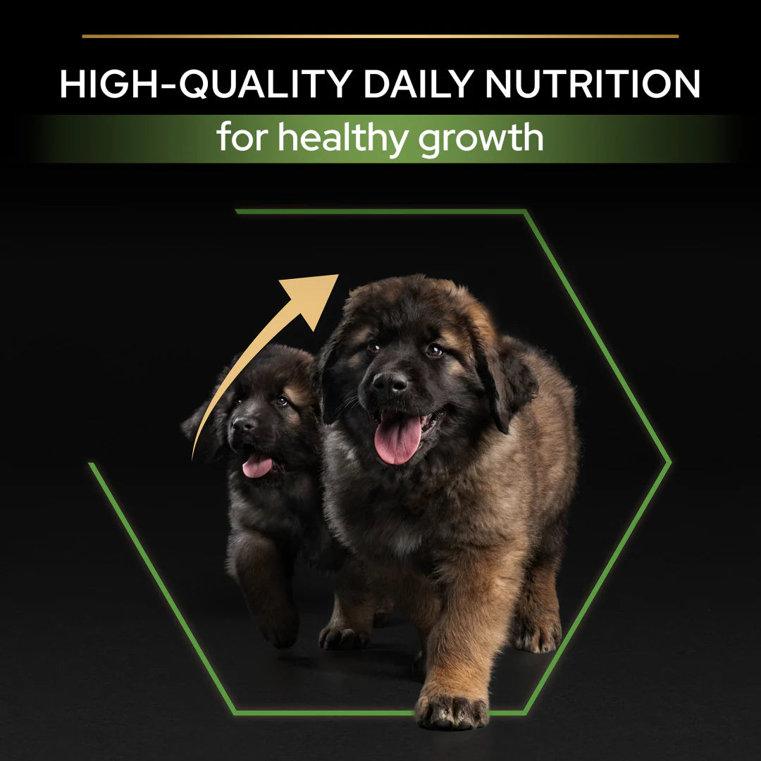 Pro Plan Large Robust Puppy Healthy Start Chicken Dry Dog Food