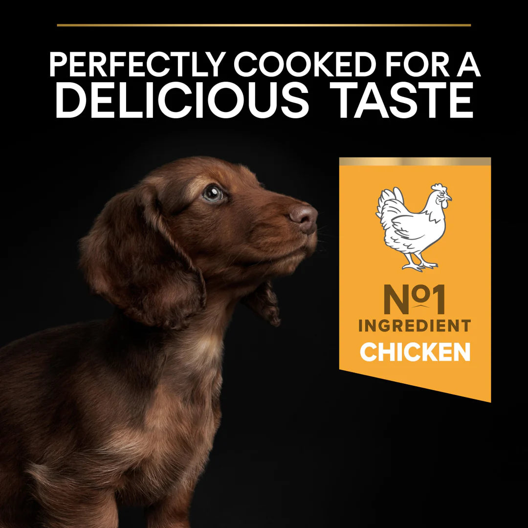 Pro Plan Small and Mini Puppy Healthy Start Chicken Dry Dog Food