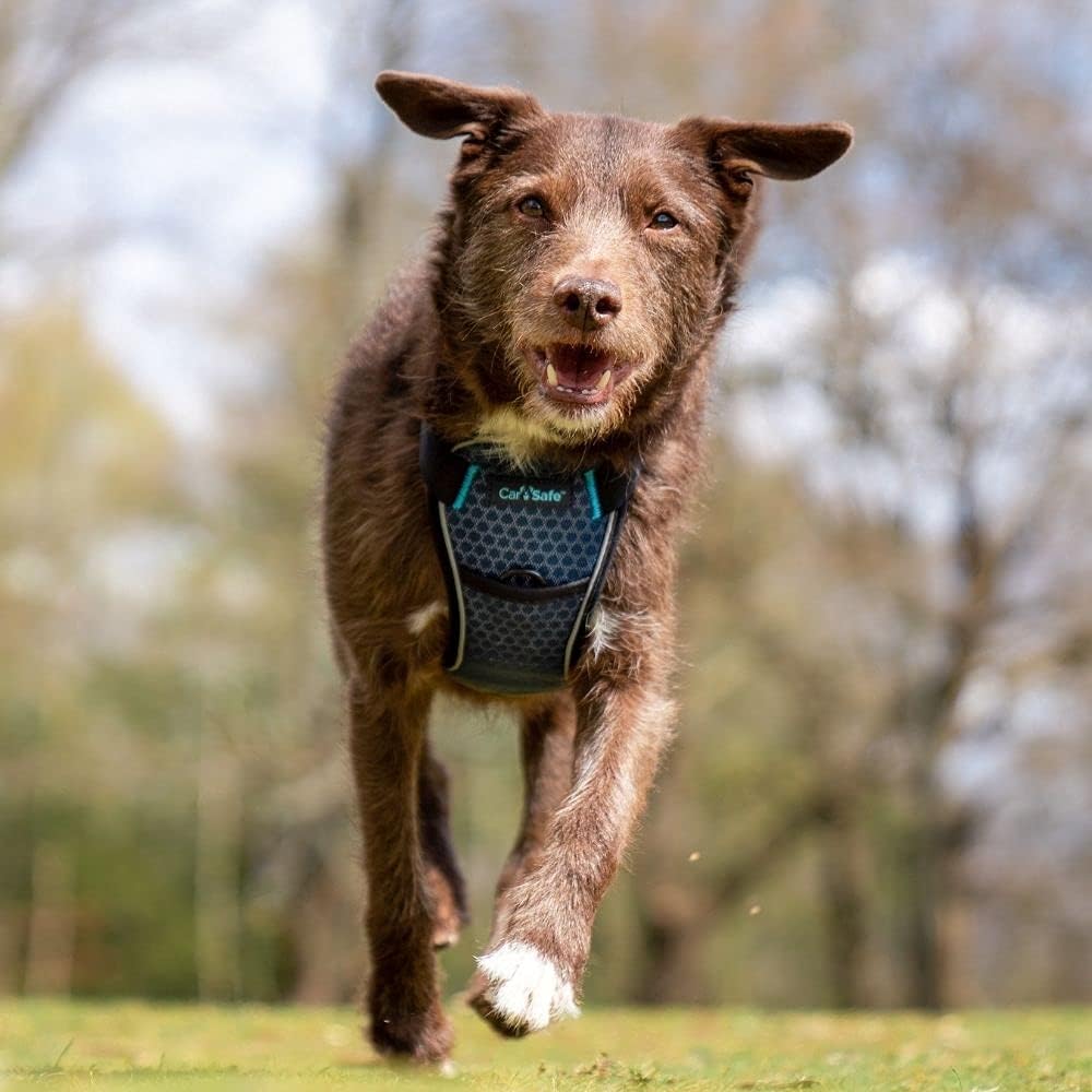 CarSafe Crash Tested Harness Small