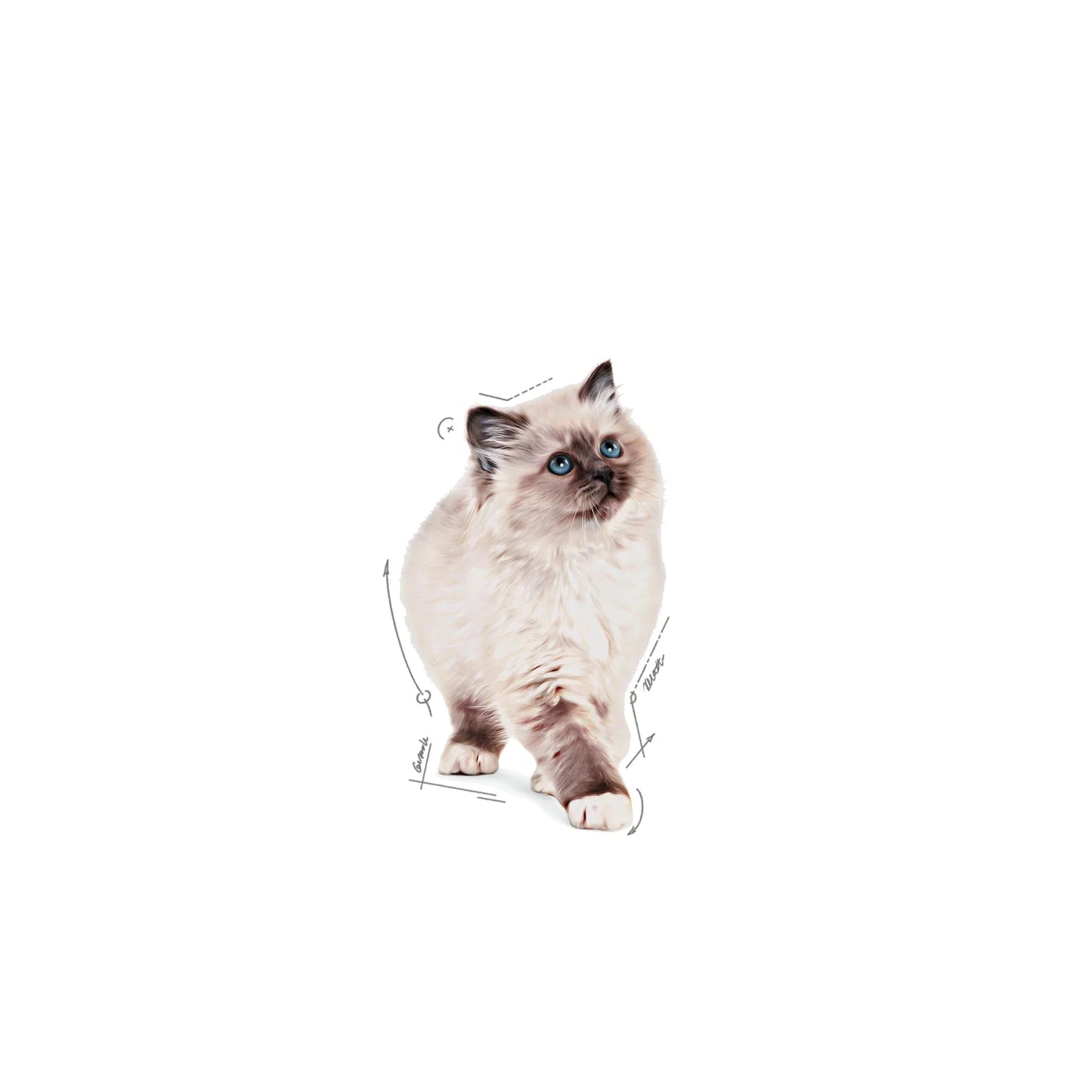 Royal Canin Kitten Chunks In Jelly Cat Wet Food