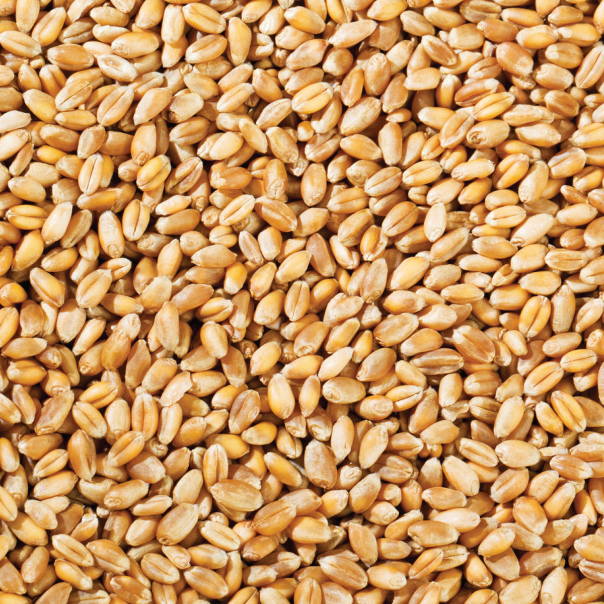 Copdock Mill Whole Wheat Poultry Food 20kg