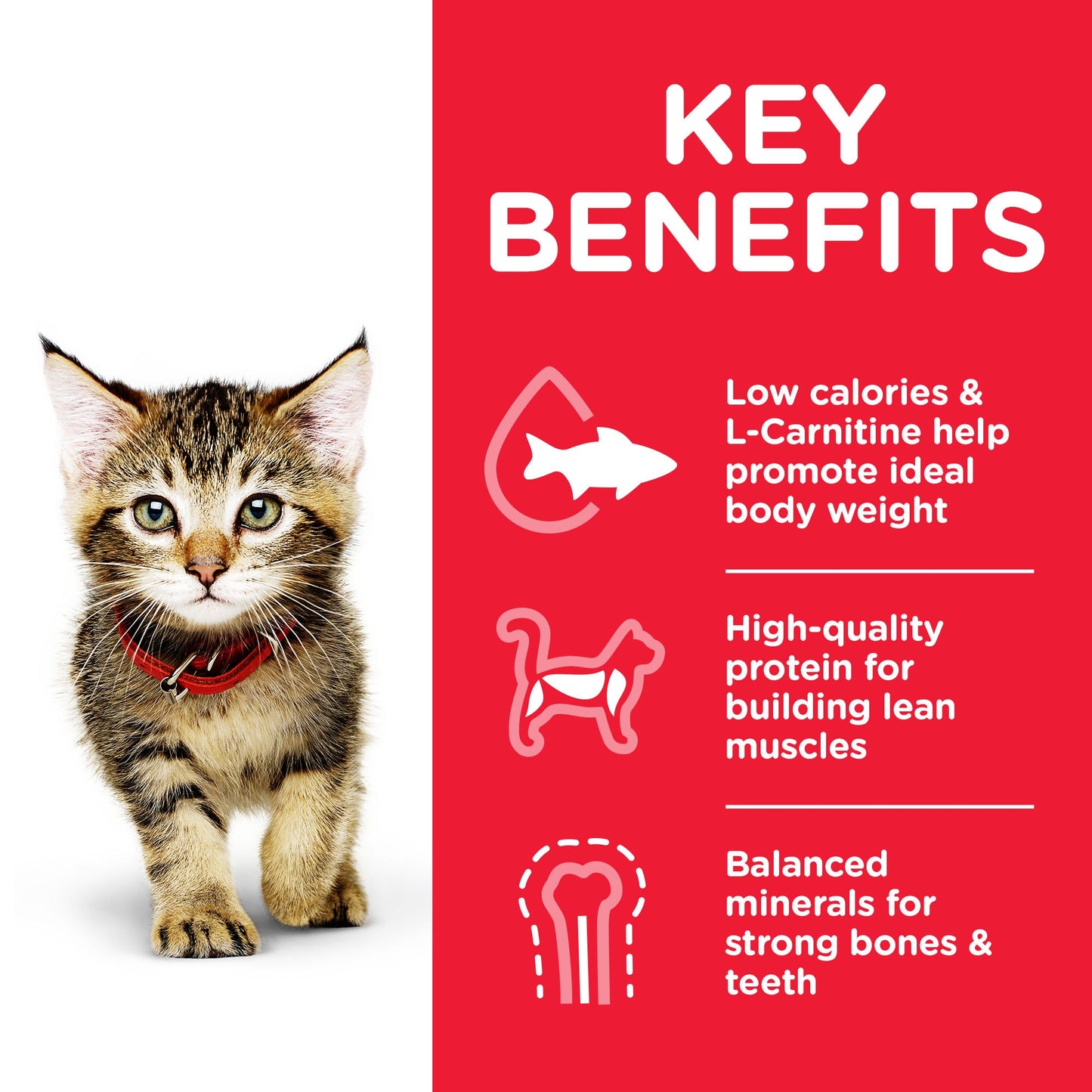 Hill's Science Plan Kitten Multipack with Chicken & Ocean Fish Wet Cat Food 12 x 85g