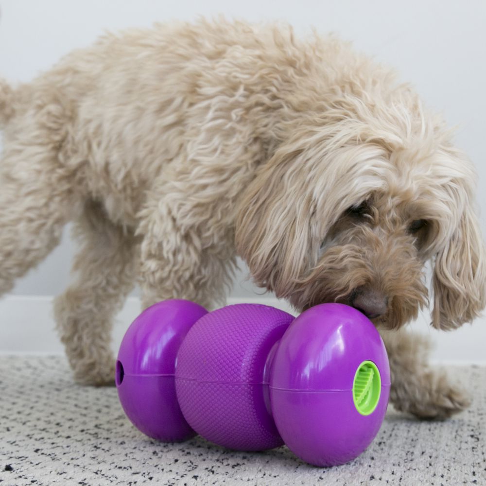 KONG Replay Dog Toy