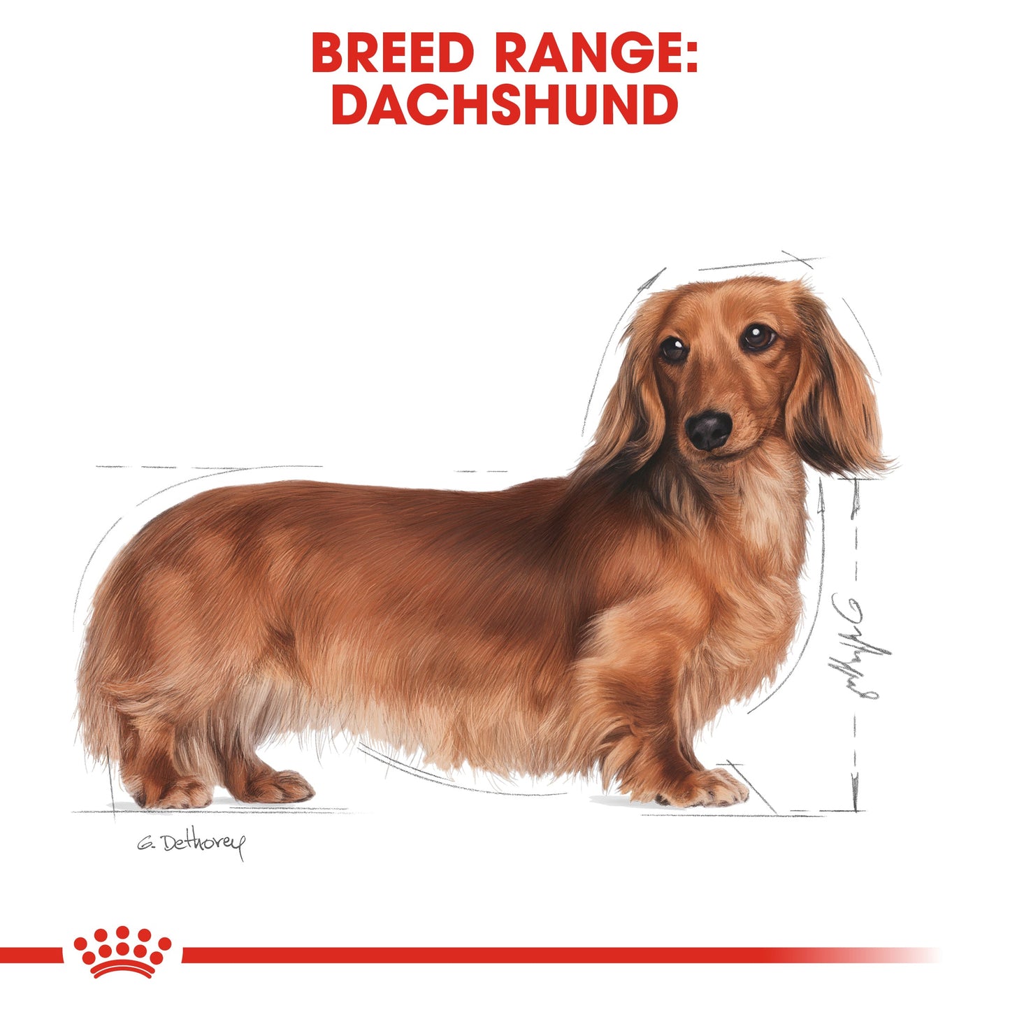 Royal Canin Adult Dachshund Dry Dog Food