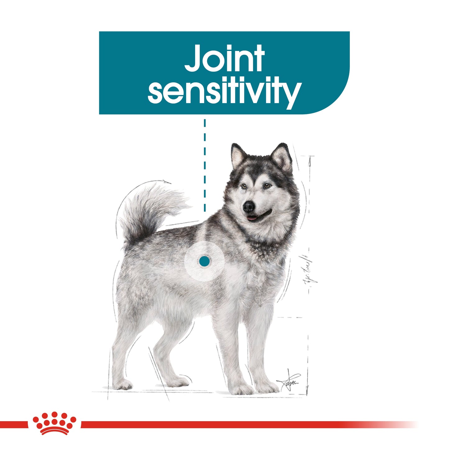 Royal Canin Adult Maxi Joint Care Dog Food Care 10kg
