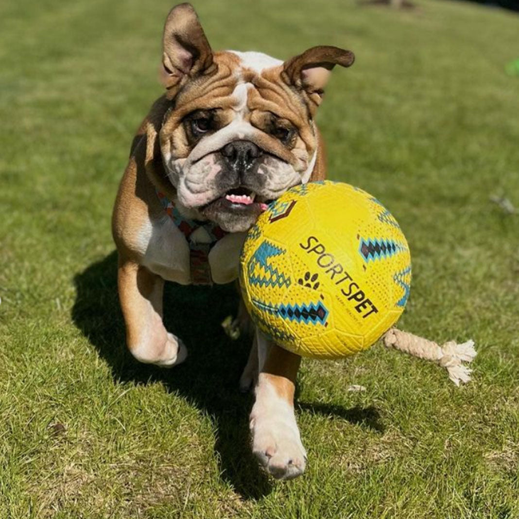 Sportspet Football Dog Toy Size 3