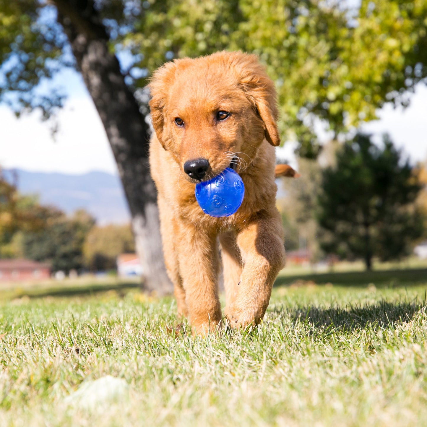 KONG Squeezz Dog Ball