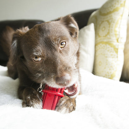 KONG Dog Dental Stick