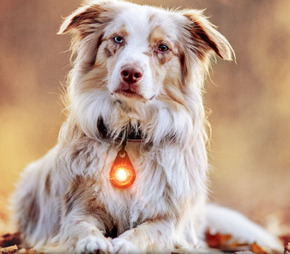 Orbiloc Dog Dual Safety