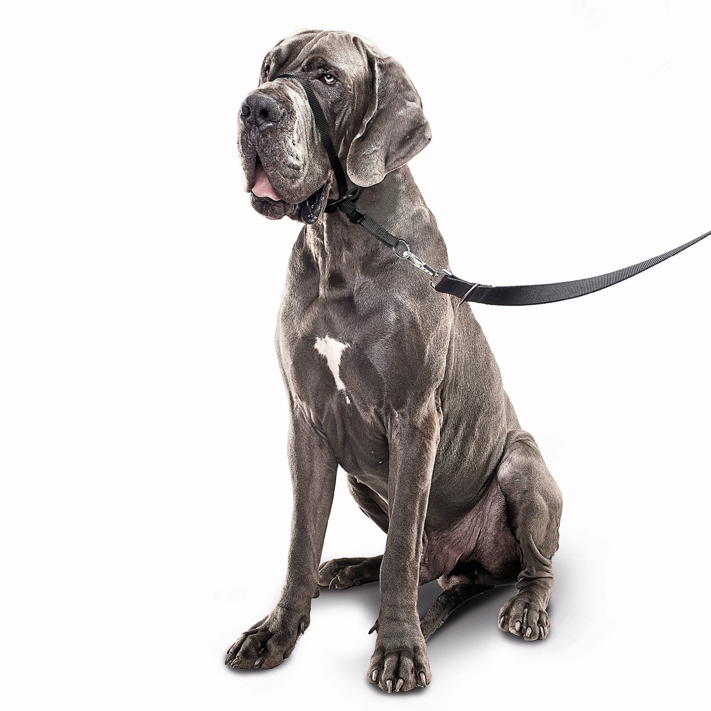 Beaphar Gentle Leader Head Collar for Dogs