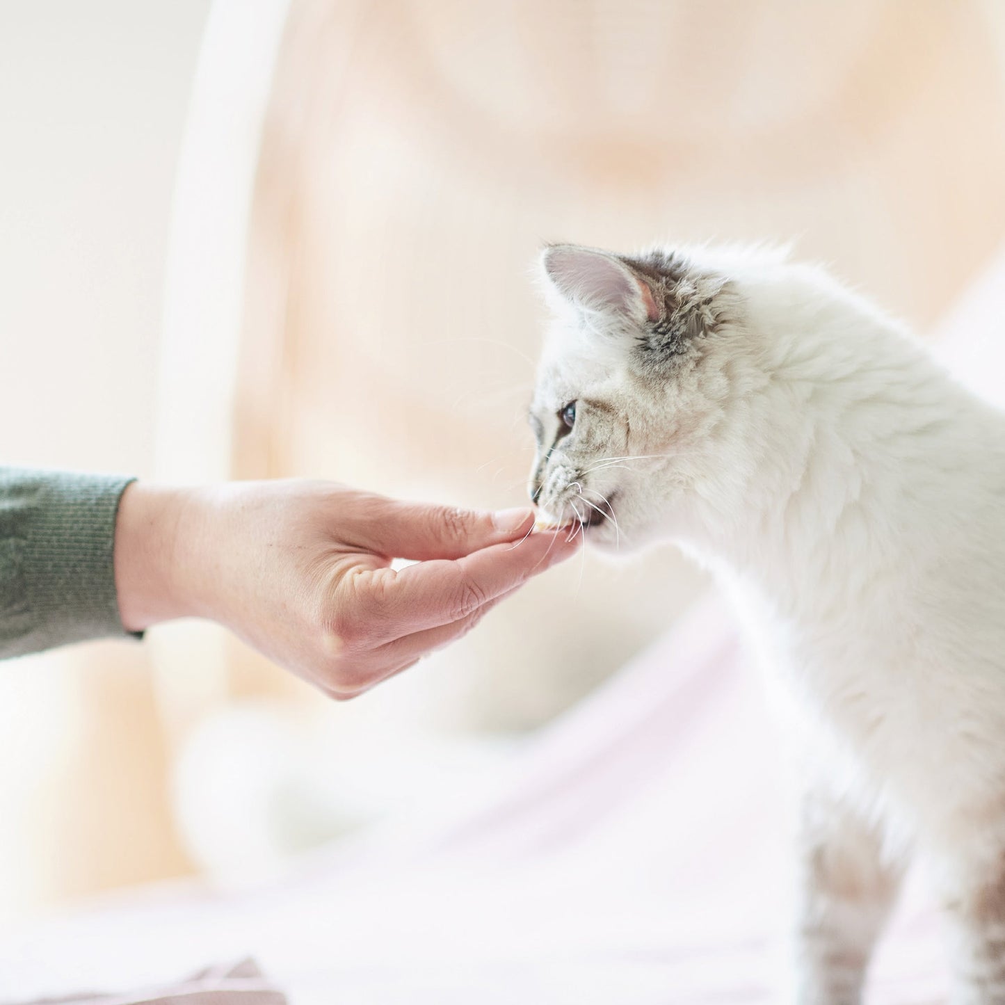 Beaphar Fresh Breath Tablets for Cats & Dogs 40 tablets