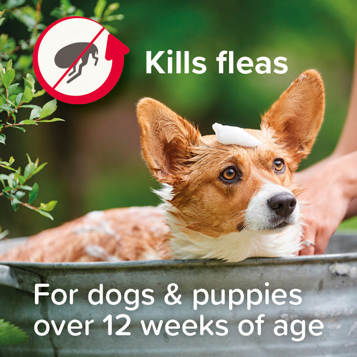 Beaphar Flea Shampoo for Dogs 250ml