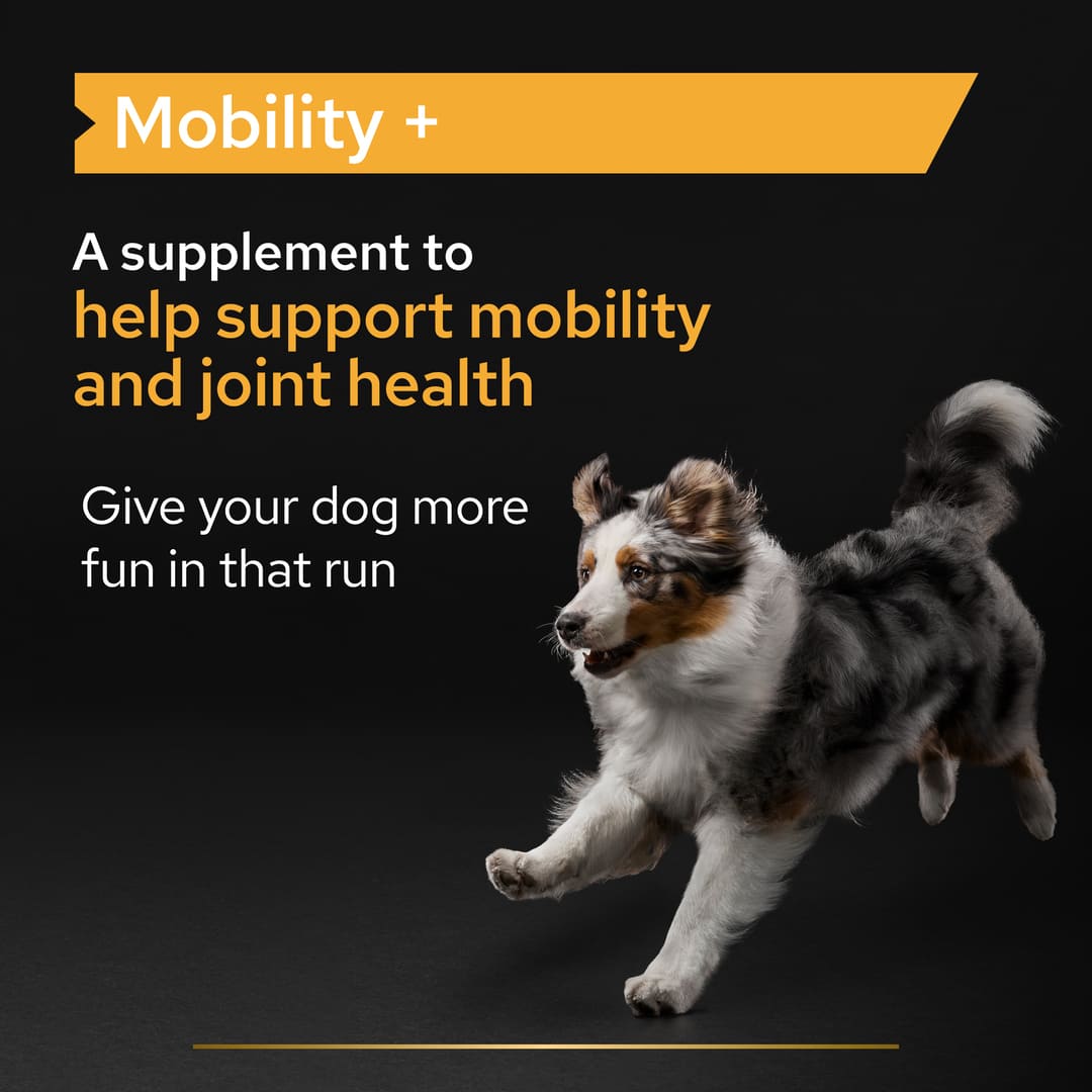 Pro Plan Adult and Senior Mobility Dog Supplement Powder 120g