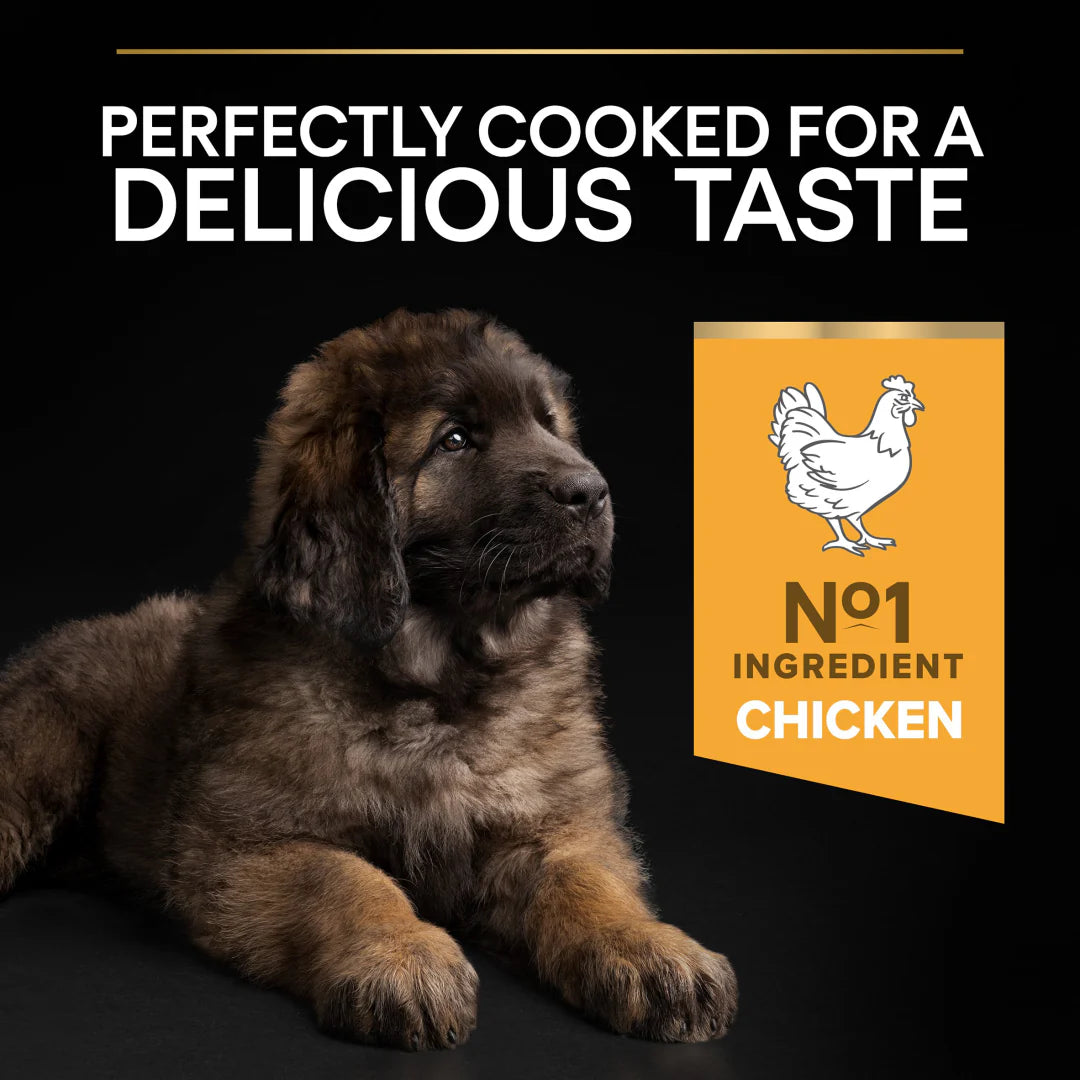 Pro Plan Large Robust Puppy Healthy Start Chicken Dry Dog Food