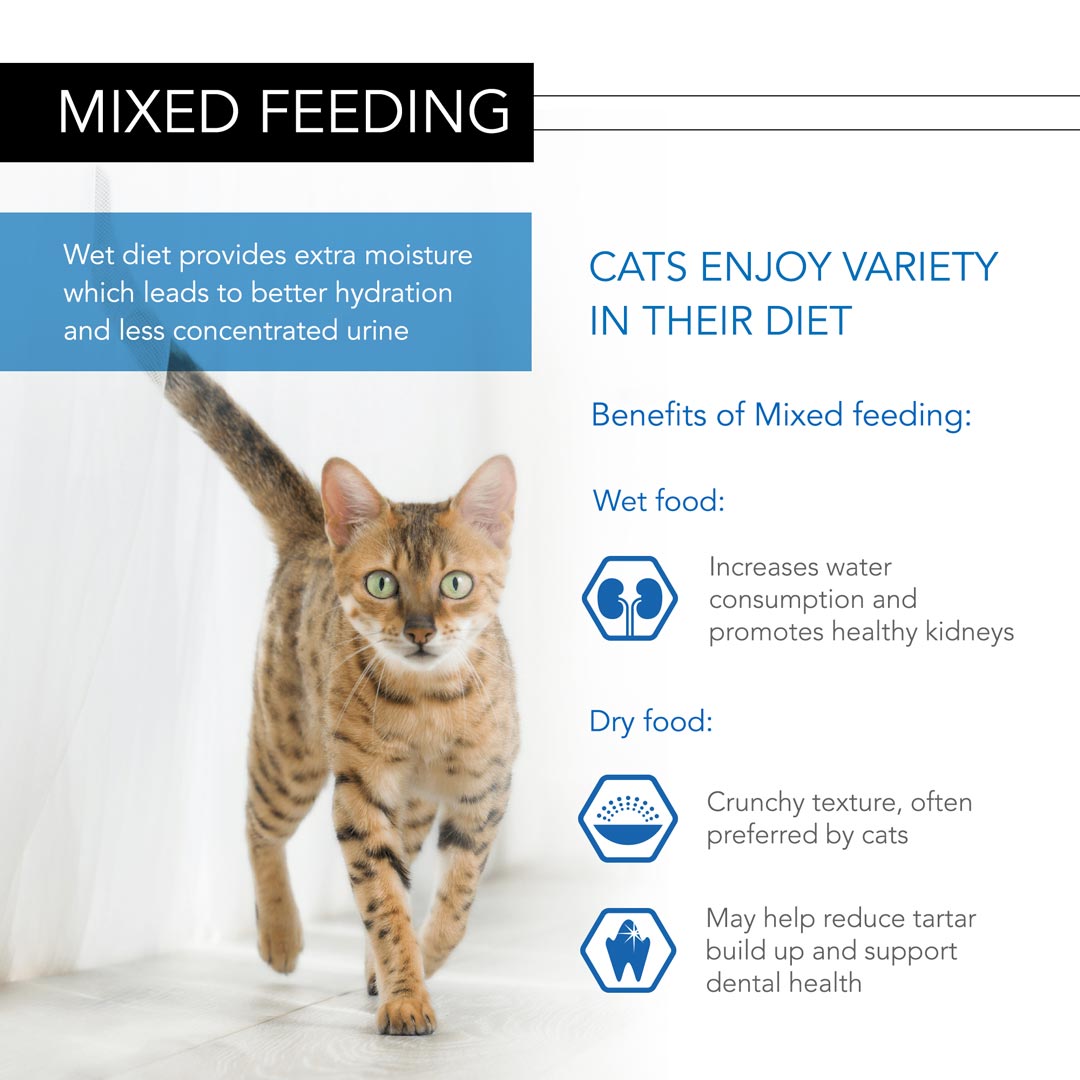Pro Plan Adult Housecat Nutri Savour Salmon in Gravy Wet Cat Food