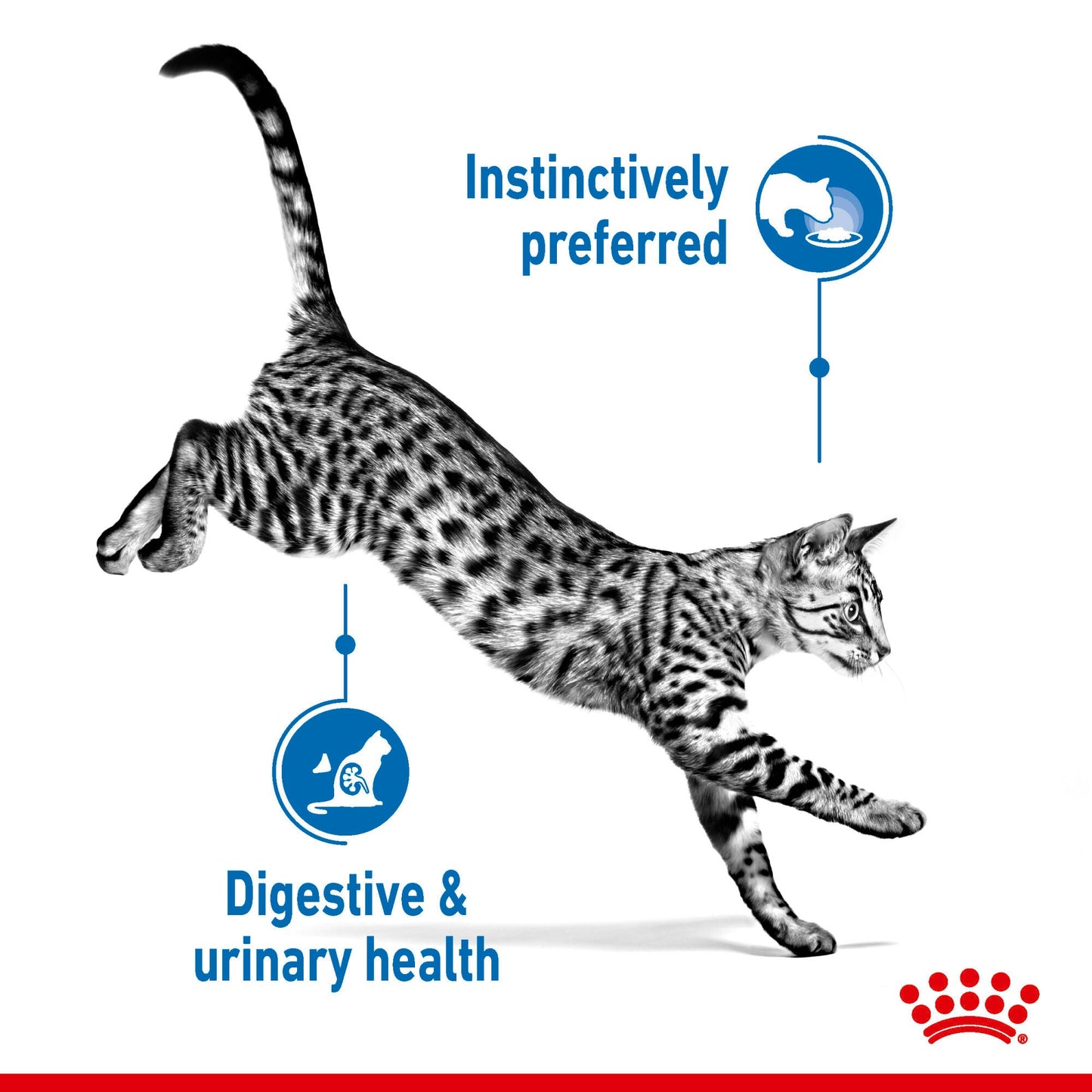Royal Canin Adult Indoor 7+ Sterilised Gravy Wet Cat Food