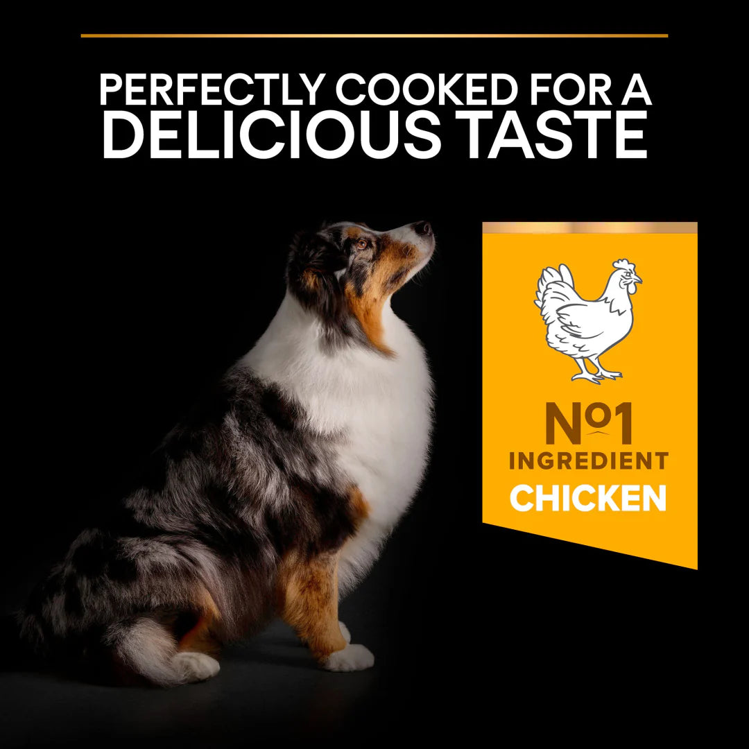 Pro Plan Medium and Large Adult 7+ Age Defence Chicken Dry Dog Food