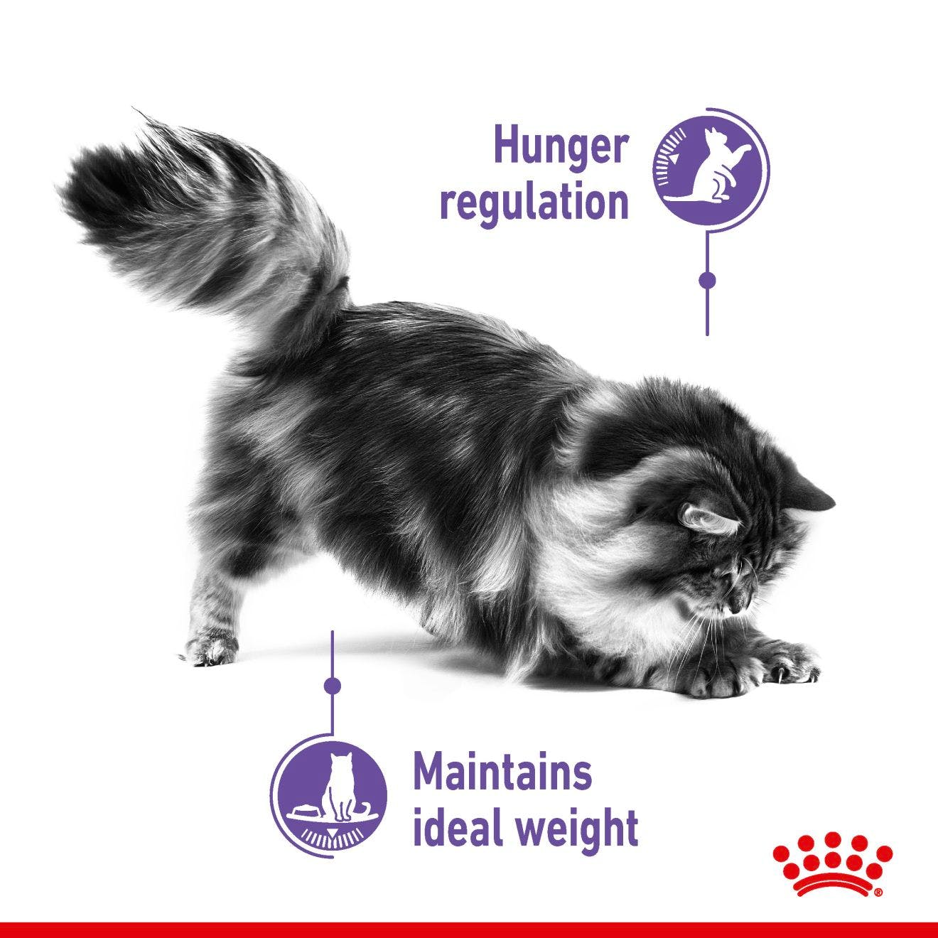 Royal Canin Adult Appetite Control Care Thin Slices In Gravy Wet Cat Food