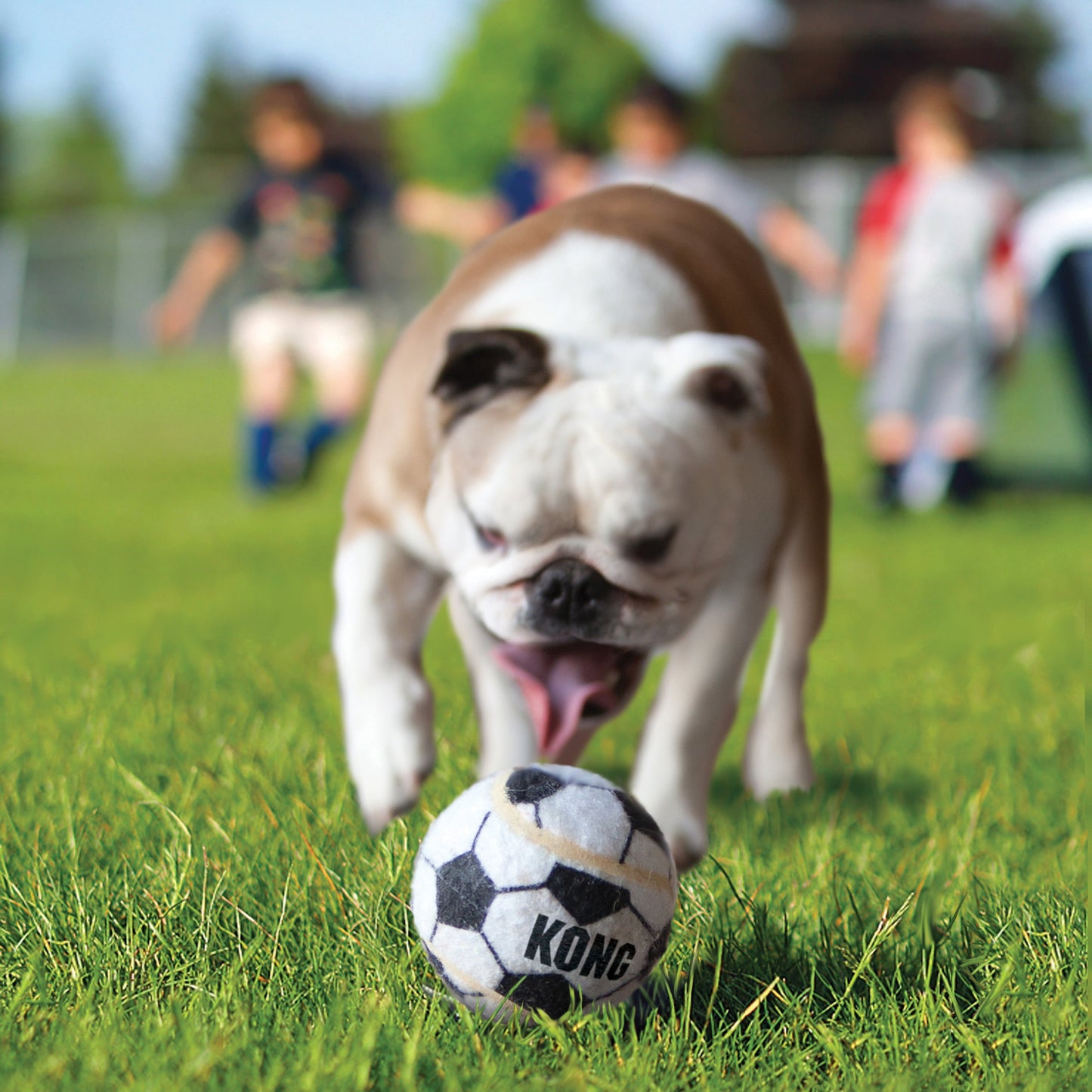 KONG Sport Balls Dog Toy