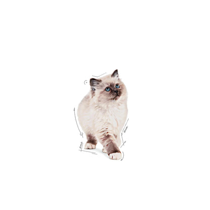 Royal Canin Kitten Chunks In Jelly Cat Wet Food