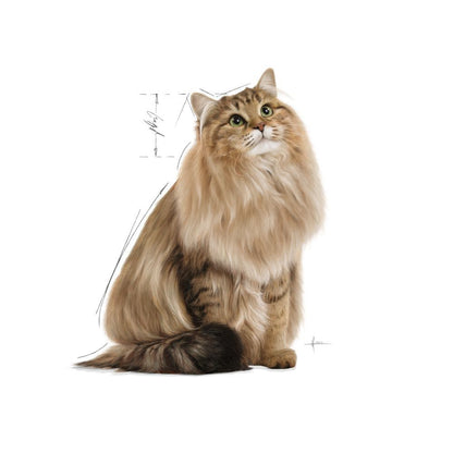 Royal Canin Adult Digest Sensitive Chunks In Gravy Wet Cat Food