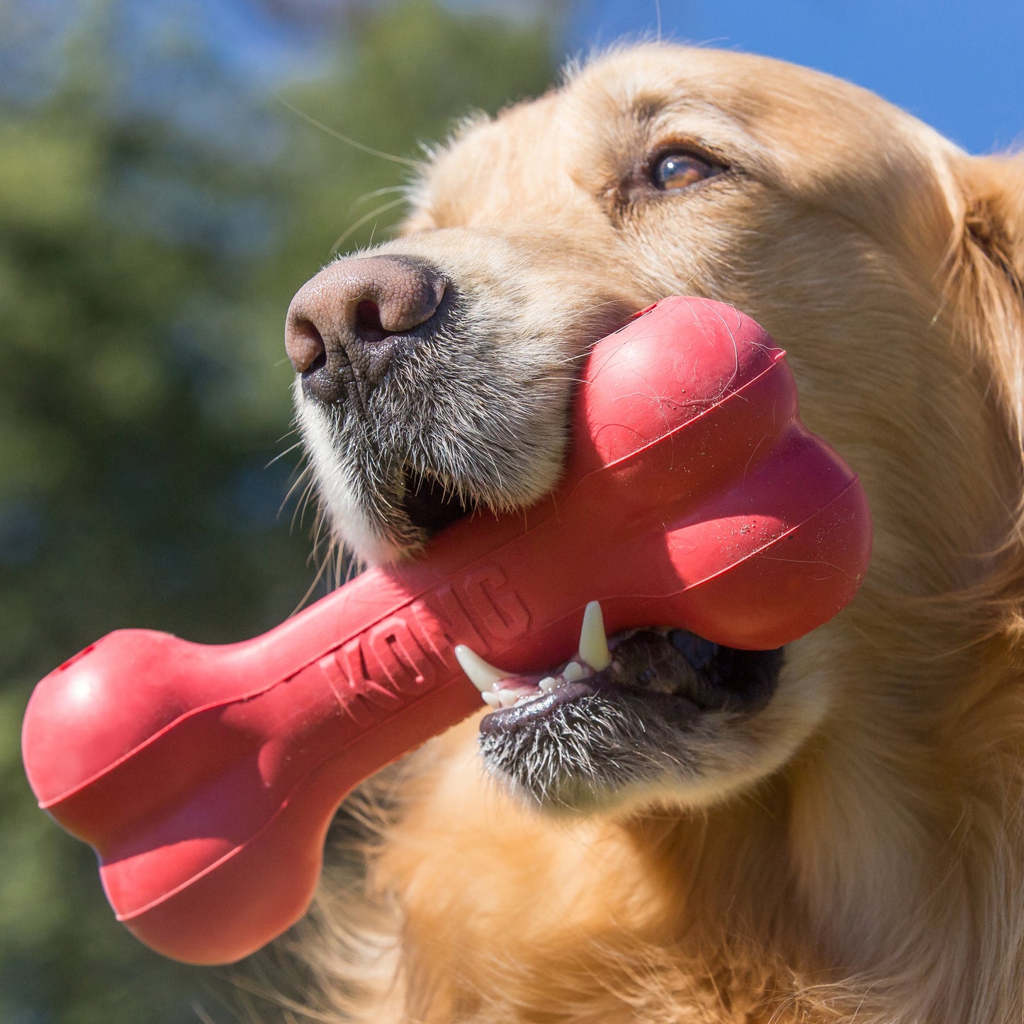 KONG Dog Classic Goodie Bone