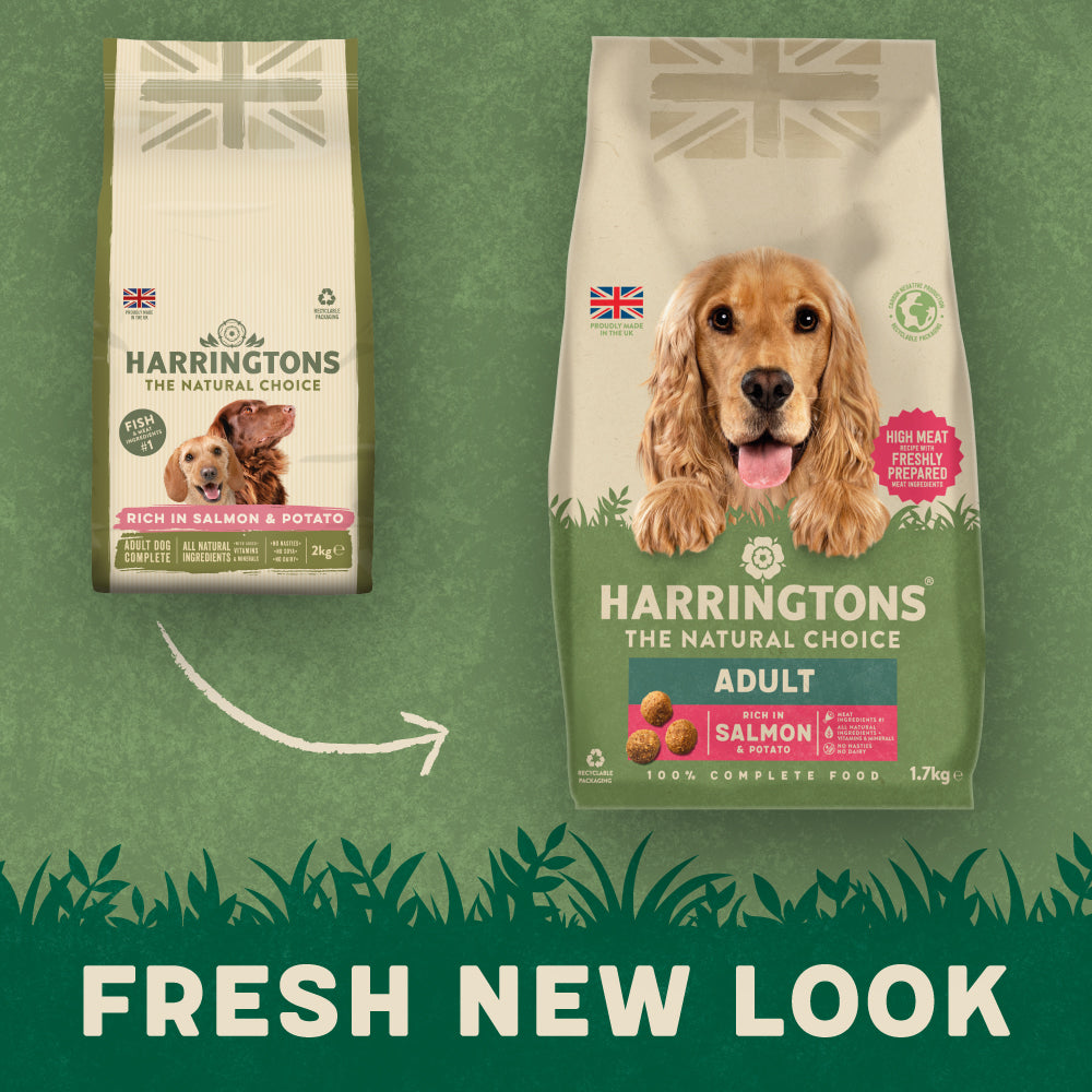Harringtons Rich in Salmon & Rice Adult Dry Dog Food 12kg