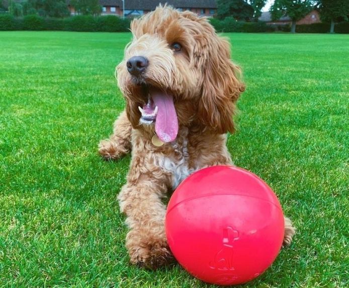 Company of Animals Boomer Ball Dog Toy 10" (250mm)