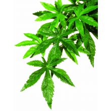 Exo Terra Silk Abuliton Plant