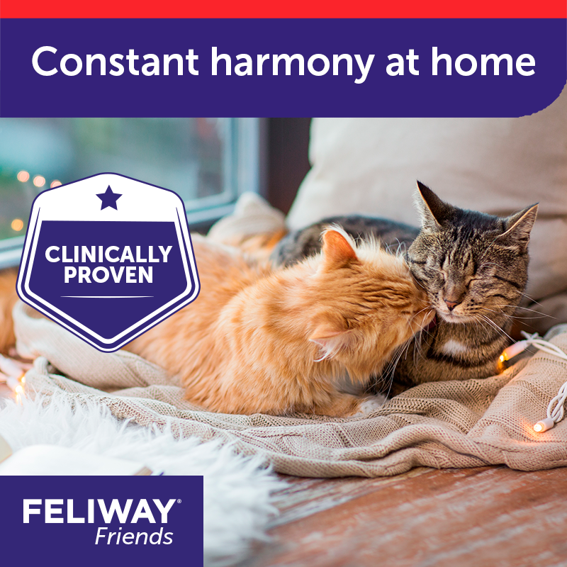 Feliway Friends Appeasing Diffuser Refill for Cats 48ml