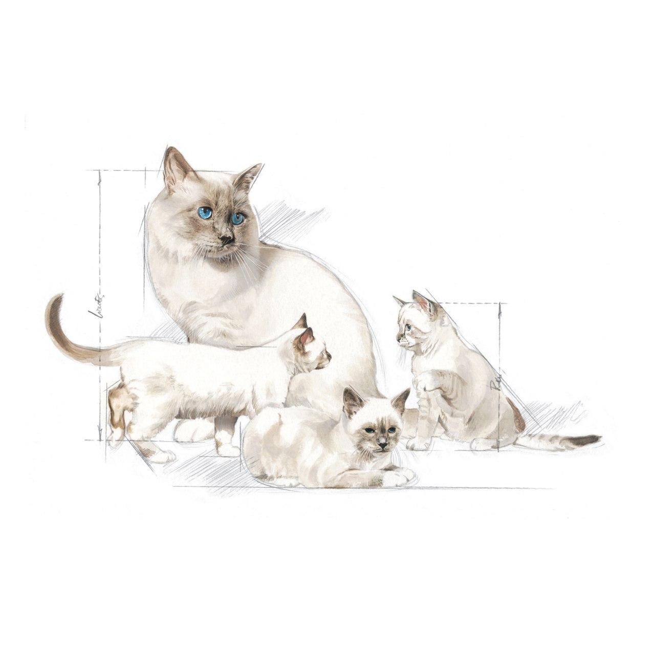 Royal Canin Babycat Milk 300g