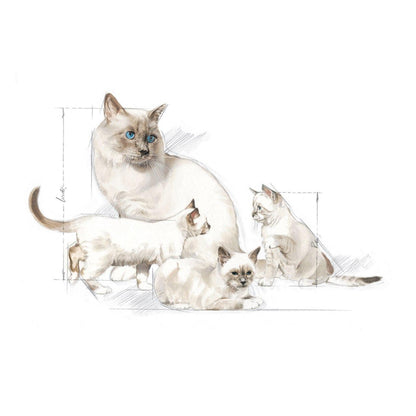 Royal Canin Babycat Milk 300g
