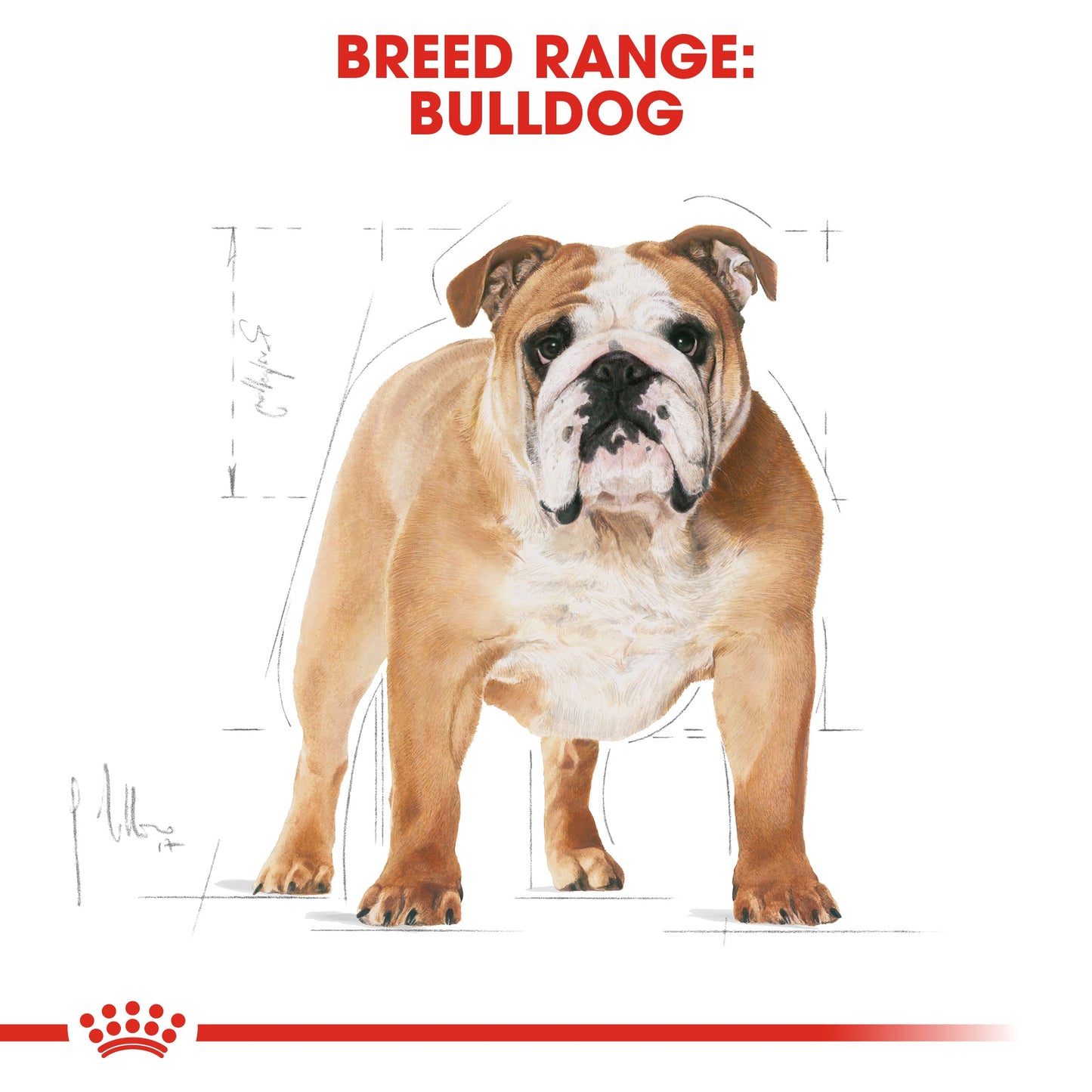 Royal Canin Adult Bulldog Dry Dog Food 12kg