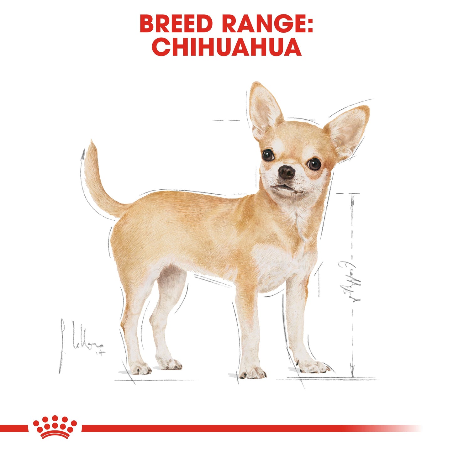 Royal Canin Adult Chihuahua Dry Dog Food