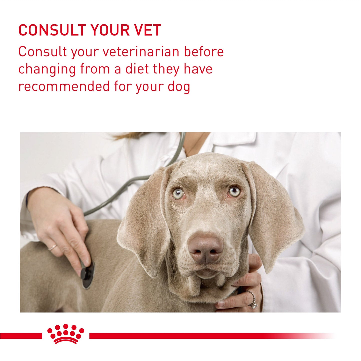 Royal Canin Adult All Size Dermacomfort Wet Dog Food