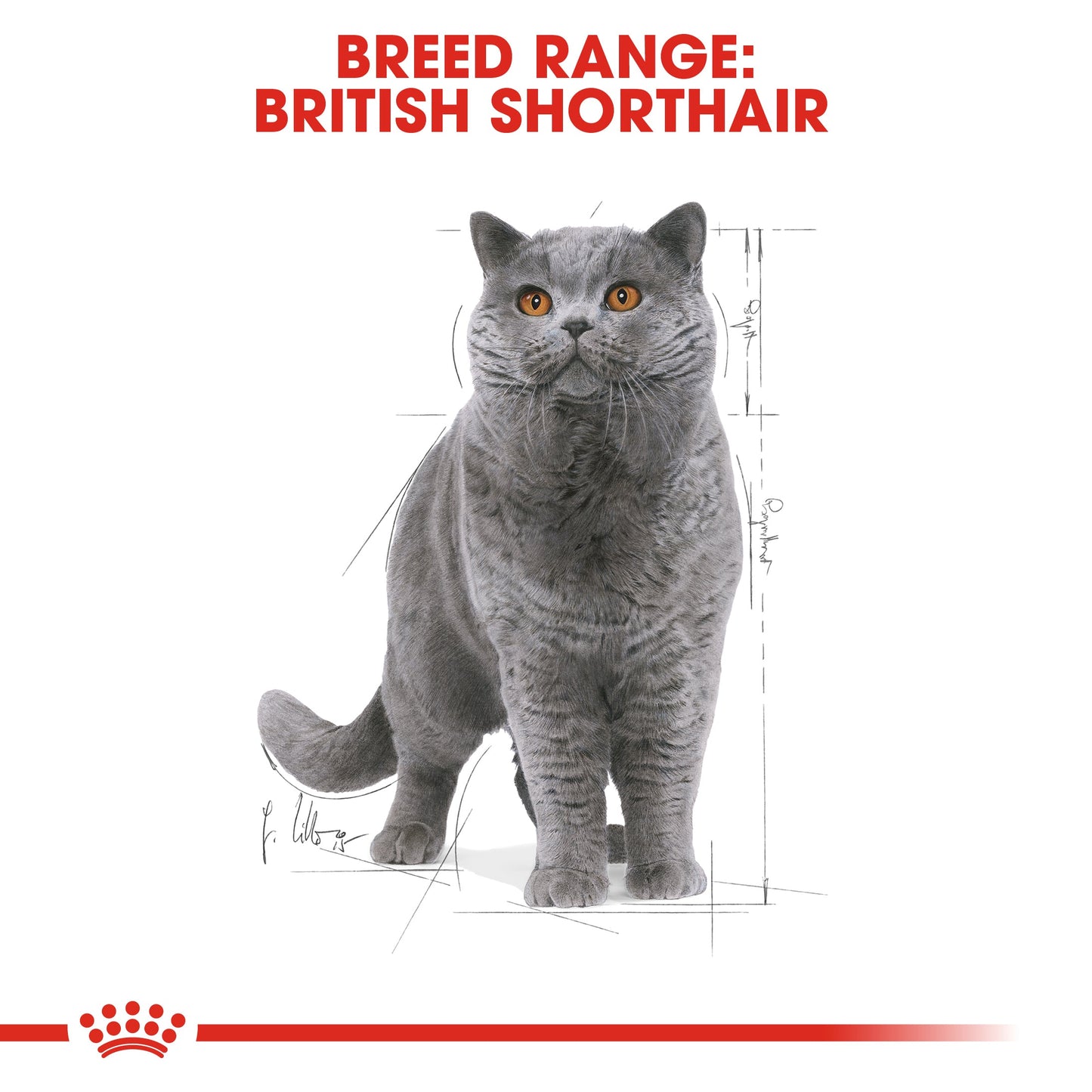 Royal Canin Feline Adult British Shorthair Wet Cat Food Pouches in Gravy - 12 x 85g