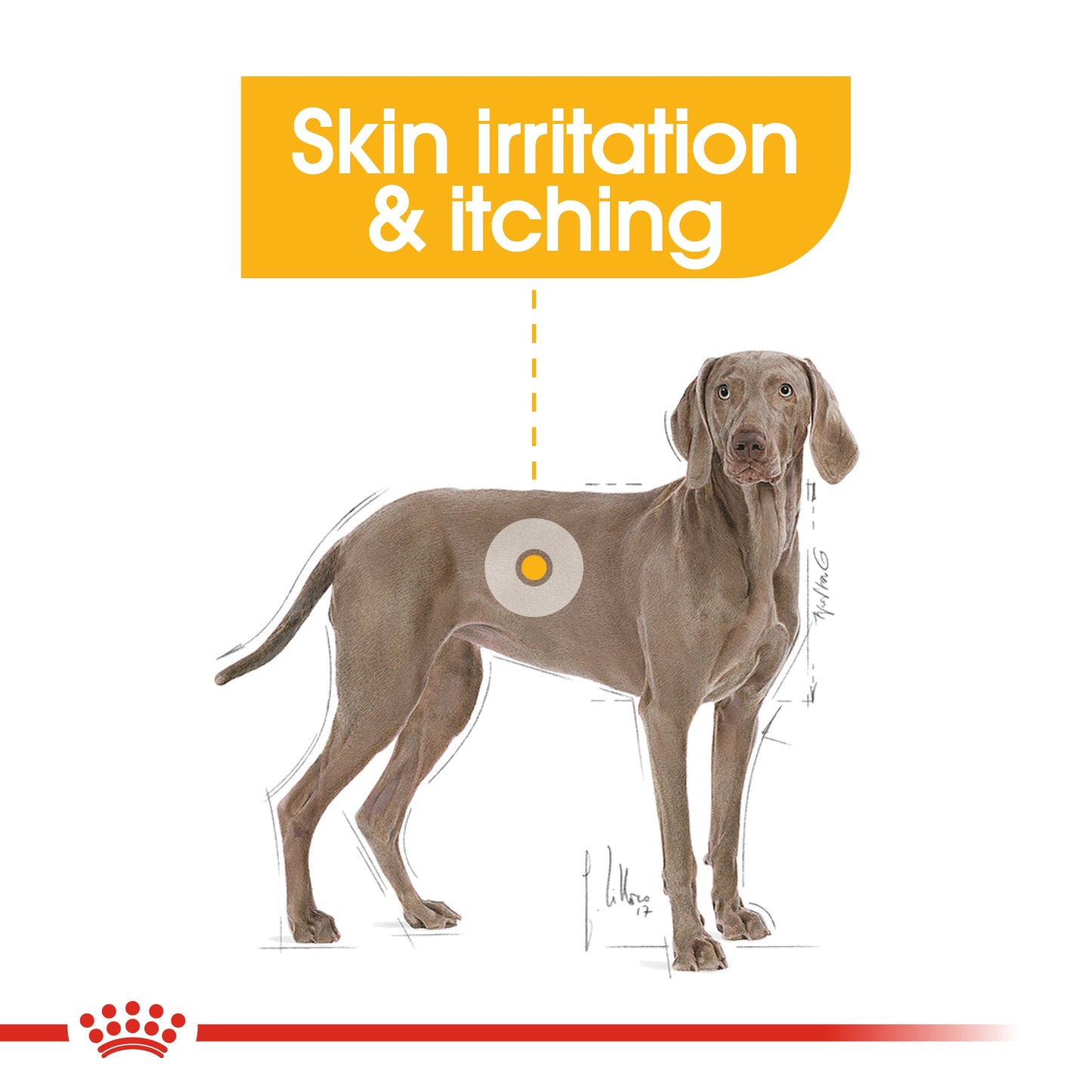 Royal Canin Dermacomfort Maxi Adult and Mature Large Dry Dog Food 12kg