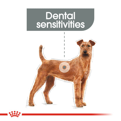 Royal Canin Adult Medium Dental Care Dry Dog Food 10kg