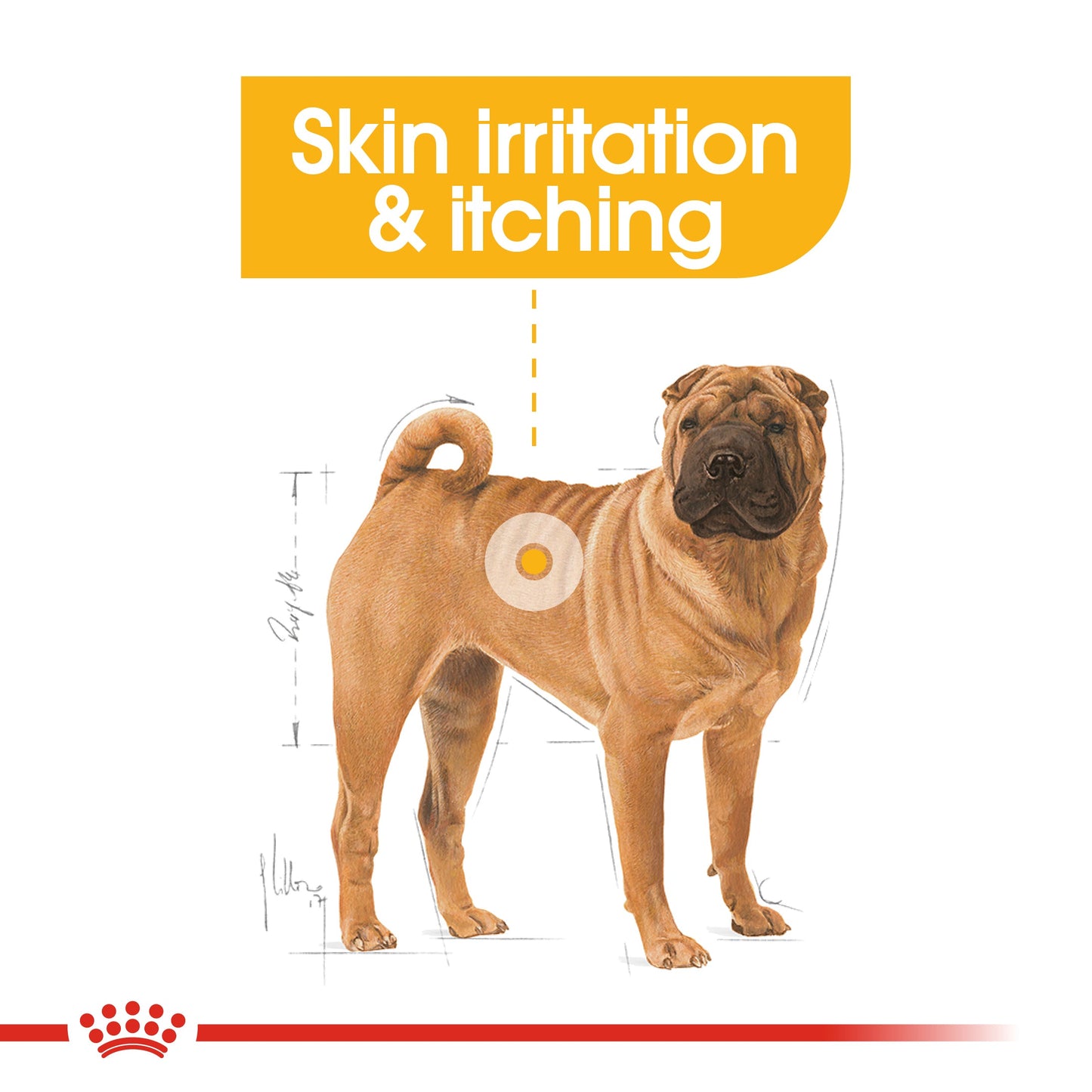 Royal Canin Adult Medium Dermacomfort Dry Dog Food