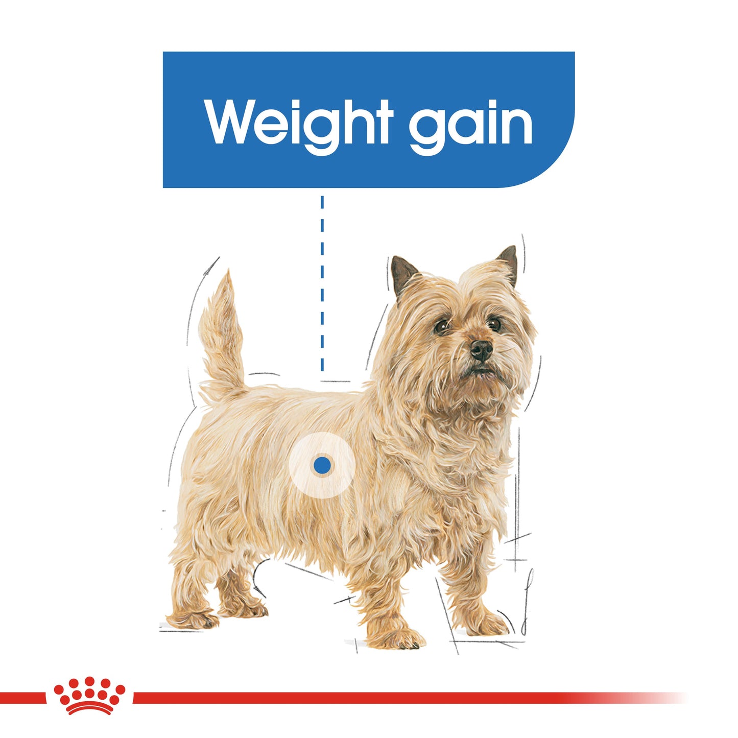 Royal Canin Adult Mini Light Weight Care Dry Dog Food