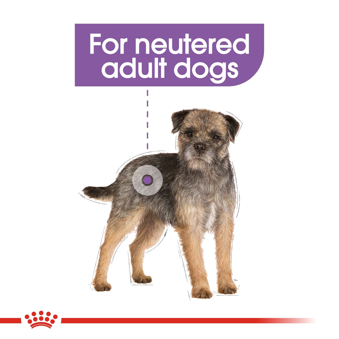 [Clearance Sale] Royal Canin Adult Mini Sterilised Dry Dog Food 8kg
