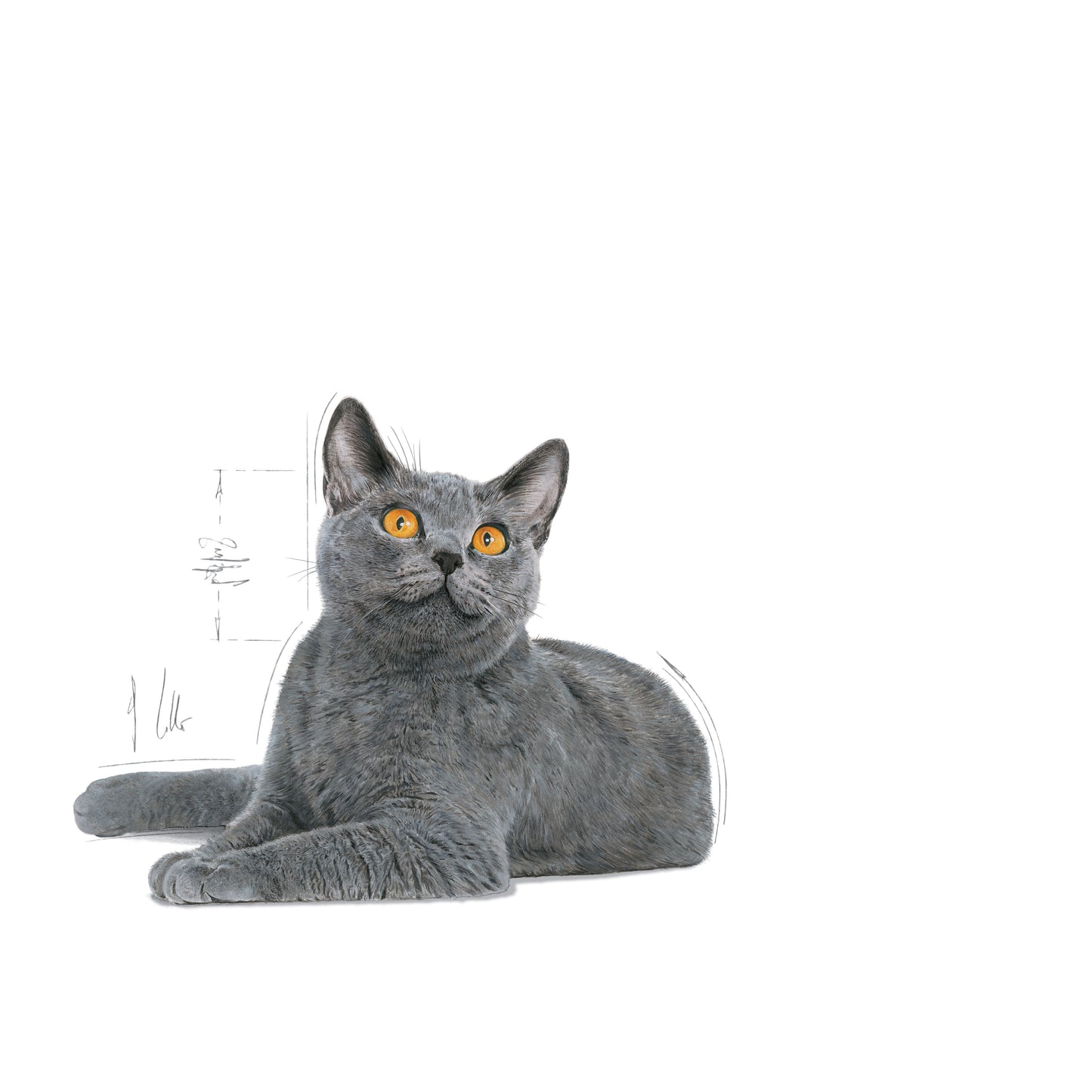Royal Canin Adult Oral Care Dry Cat Food