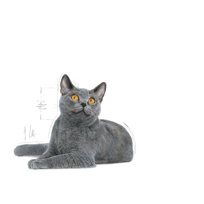 Royal Canin Adult Oral Care Dry Cat Food