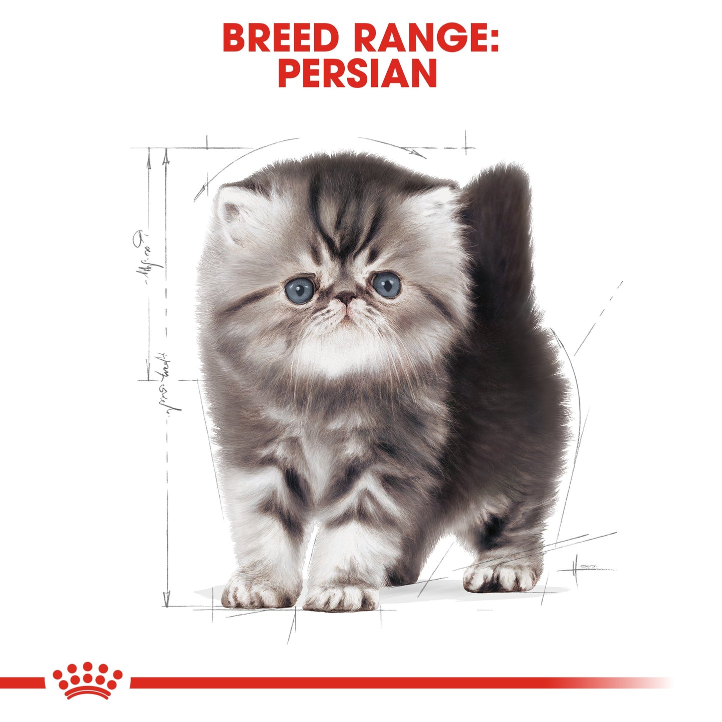 Royal Canin Kitten Persian Dry Cat Food