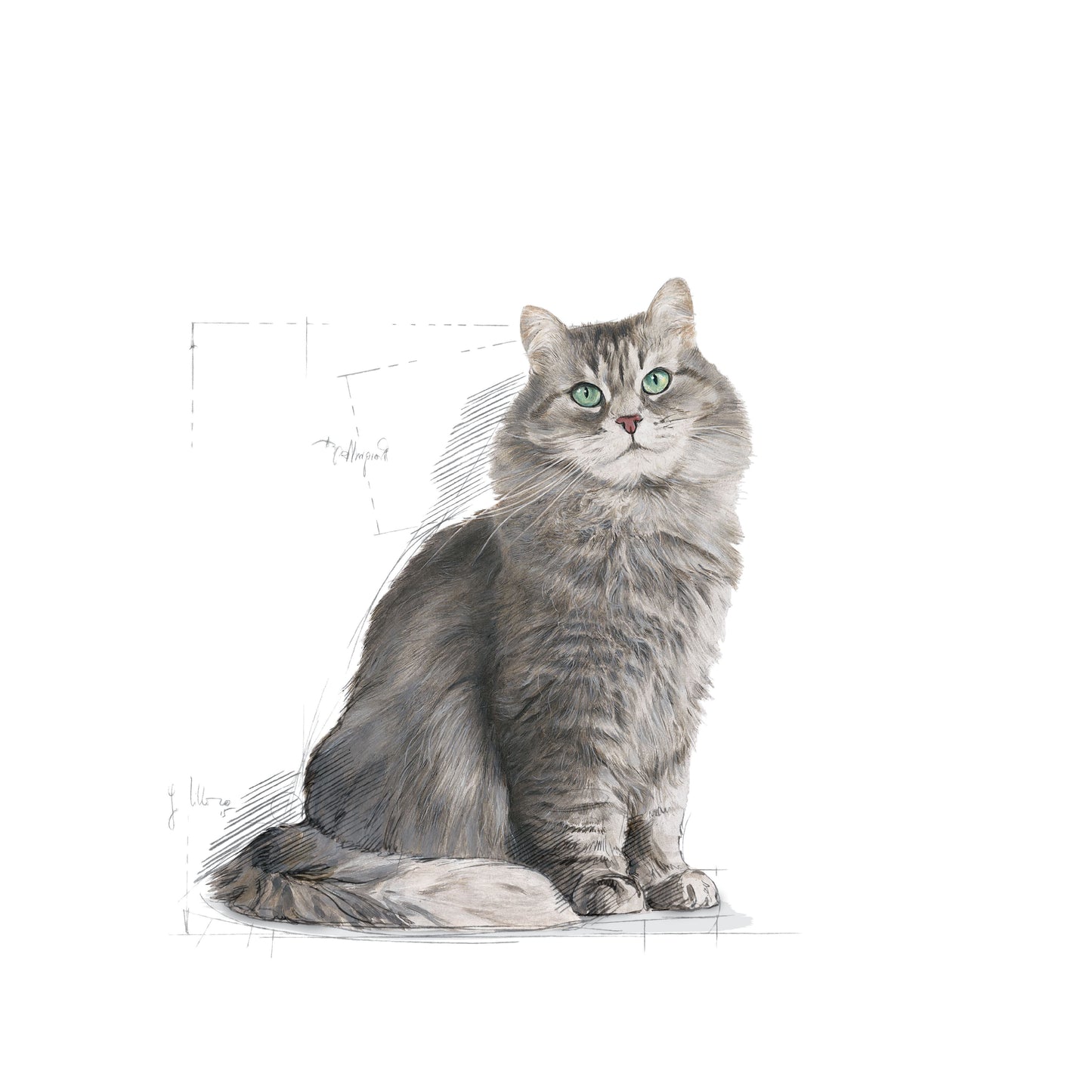 Royal Canin Adult Sensible 33 Dry Cat Food