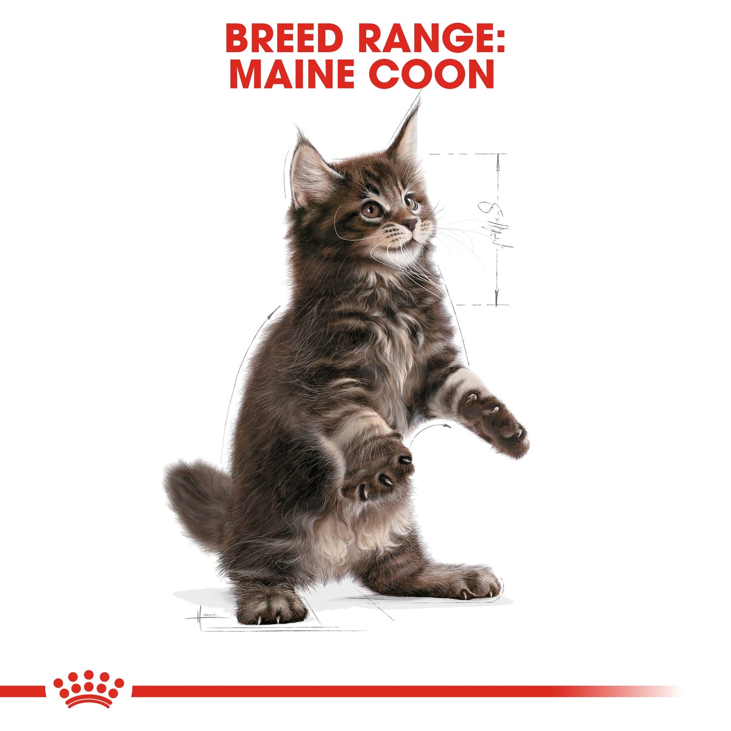 [Clearance Sale] Royal Canin Kitten Maine Coon Dry Cat Food 10kg